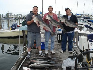 Raritan Bay Weakfish